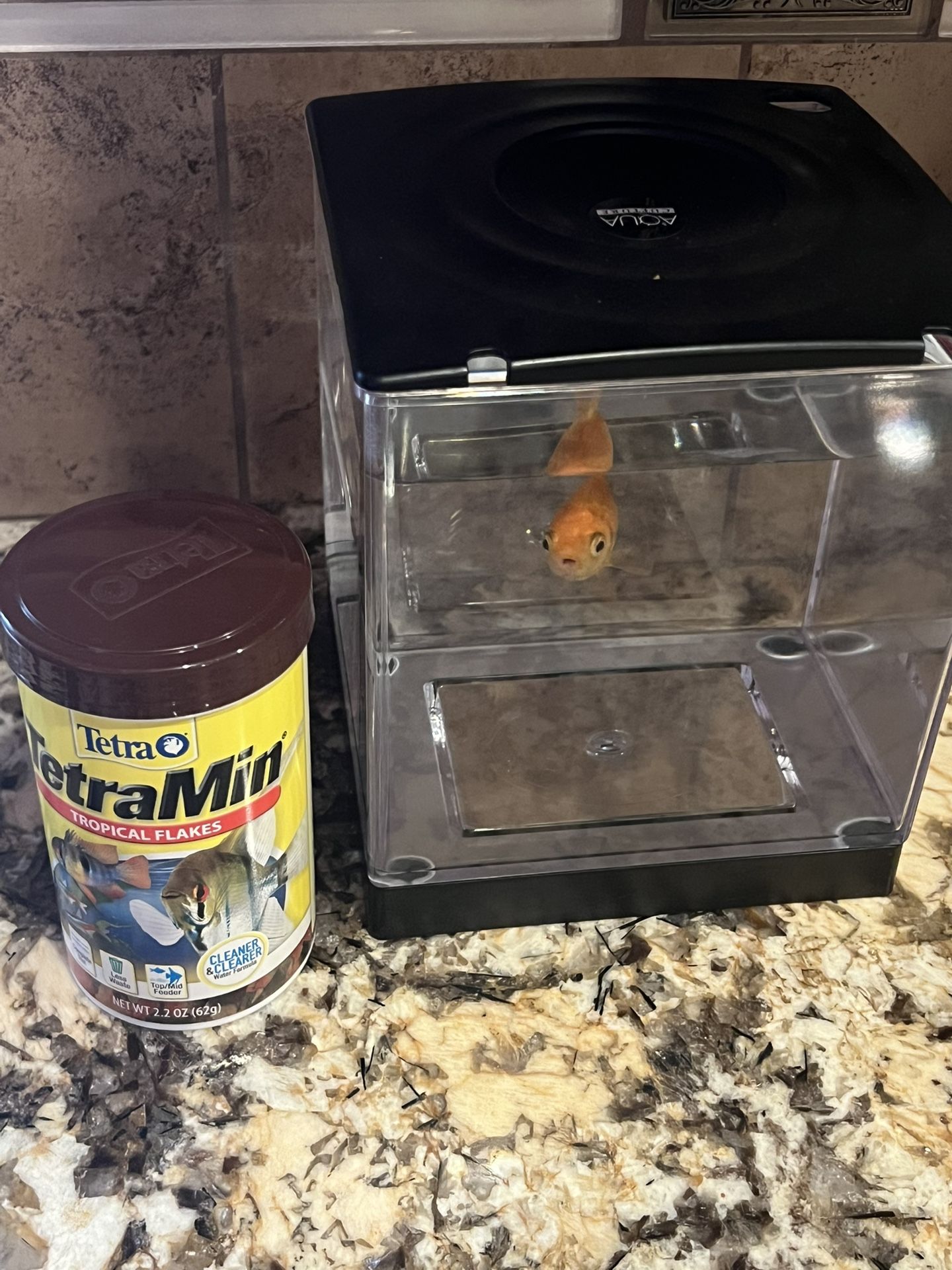 Gold Fish Comes With Food & Fish Tank