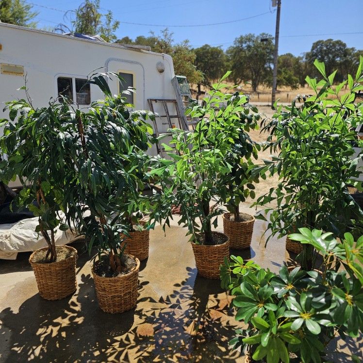 6' Tall Plants / Tree FAKE.