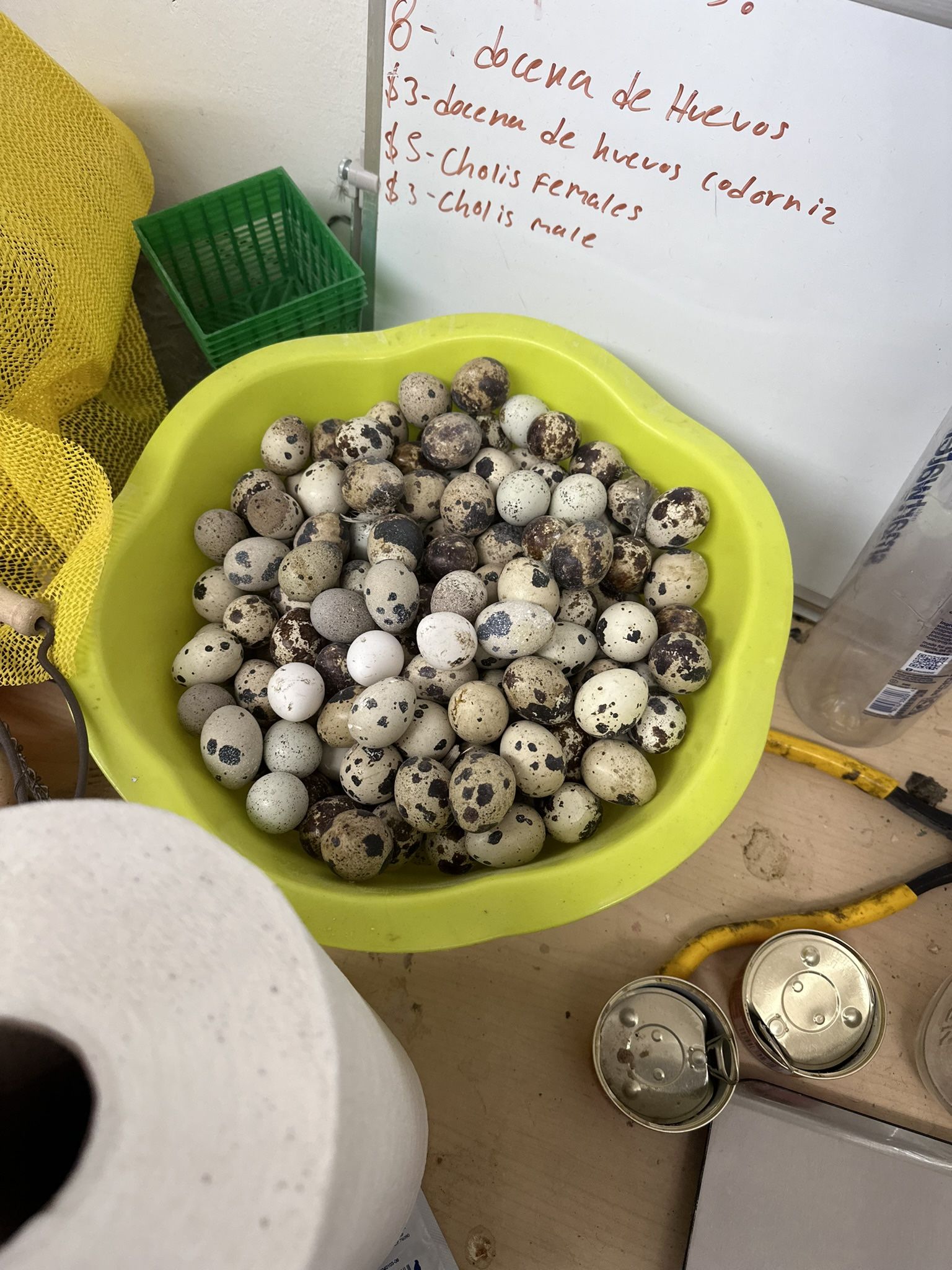 Quail Eggs 