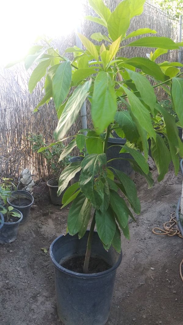 Avocado Tree for Sale in Bloomington, CA OfferUp