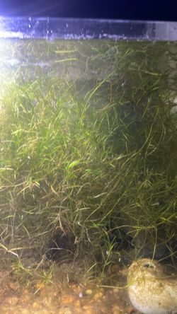 Free trimmings