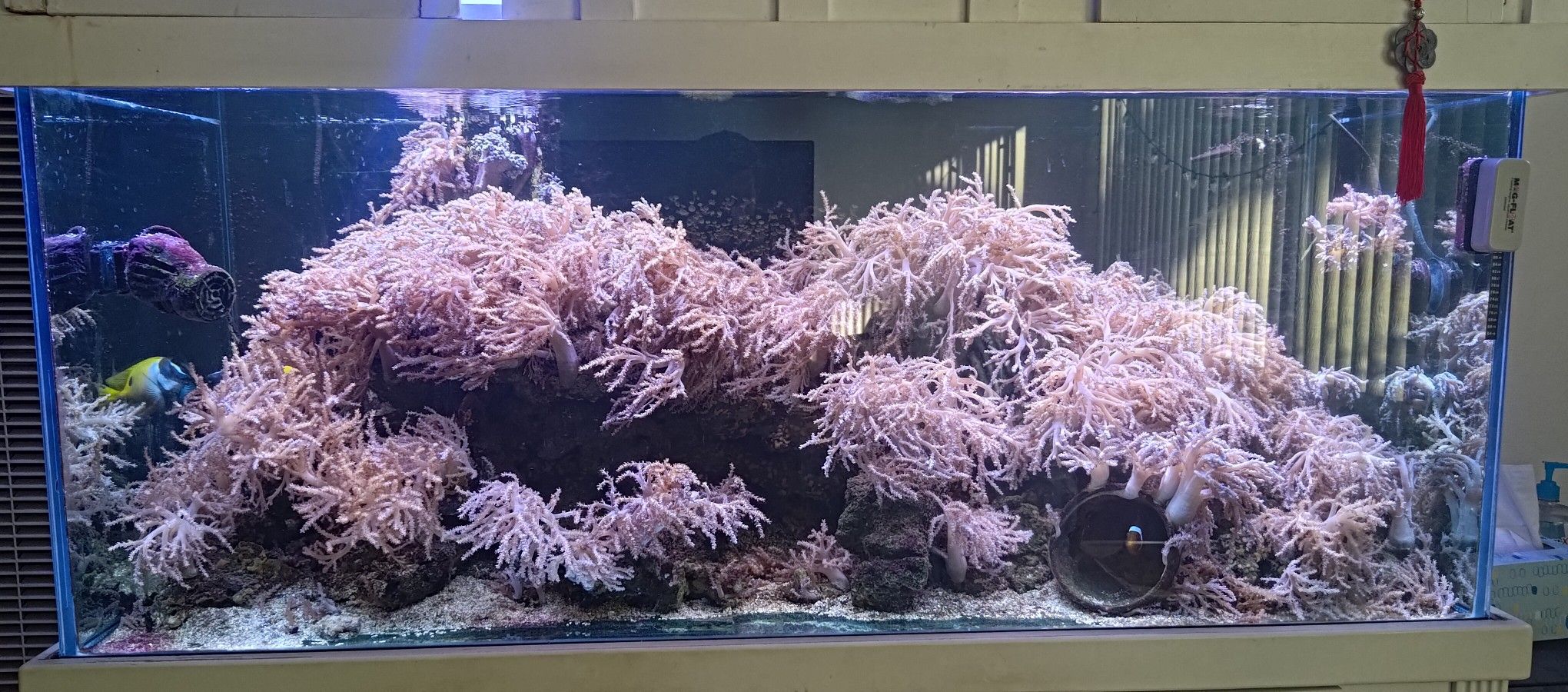Amazing 175 Gallon Saltwater Tank W/ Sump