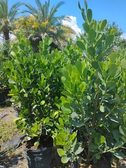 Clusia Hedges 15gl 5'ft 🏡$40.00