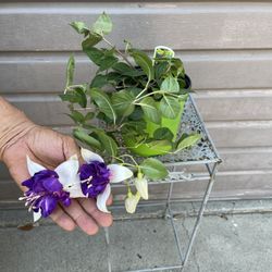 Fucshia Plant Giant Deep Purple In One Gallon Pot
