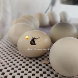 Silkie Eggs 