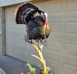 Full-Body Wild Turkey Taxidermy Floor Display