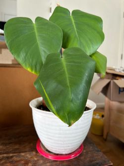 Monstera Plant