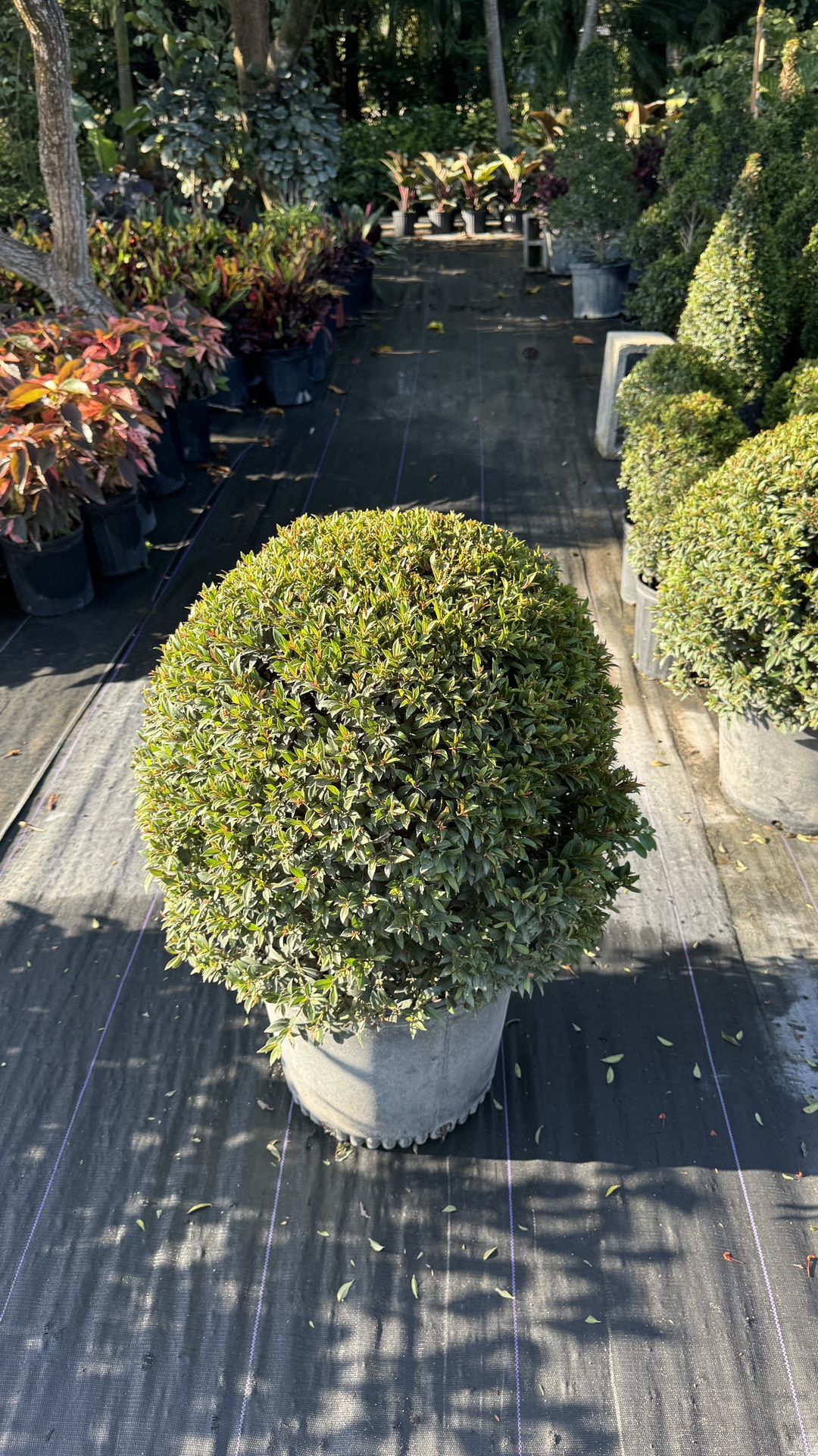 Topiary Ball - 7 Gallon