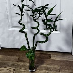 Bamboo Plant In Glass Vase