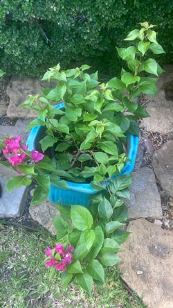 Large bouganvilla with blue ceramic pot