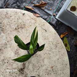 Variegated Houseplant in Small Pot