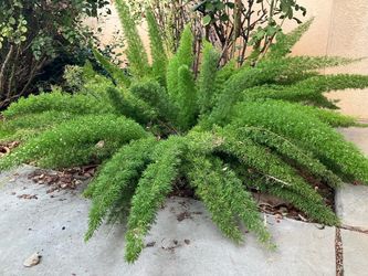 Asparagus Fern