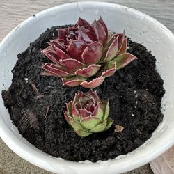 Purple Succulent 