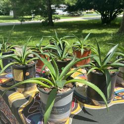 Agave Americana (9 Available)