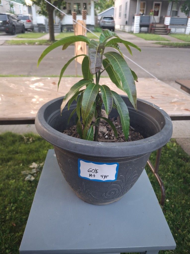 MANGO TREE 4 YEAR OLD DWARFED!!