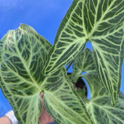Syngonium Batik. Indoor Plants 