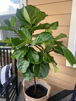 Gorgeous Fiddle Leaf Fig Tree