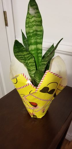 Sansevieria Laurentii Snake Plant This flower mascot home