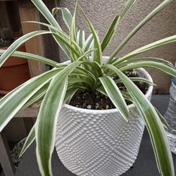 Spider Plant