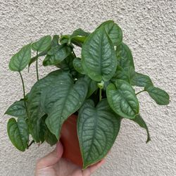 Beautiful Monstera Siltipecana Plant 6’ Pot
