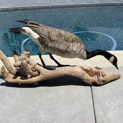 Taxidermy Canadian Goose Large Bird