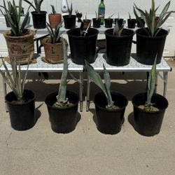 Best Offer On Agave Plants