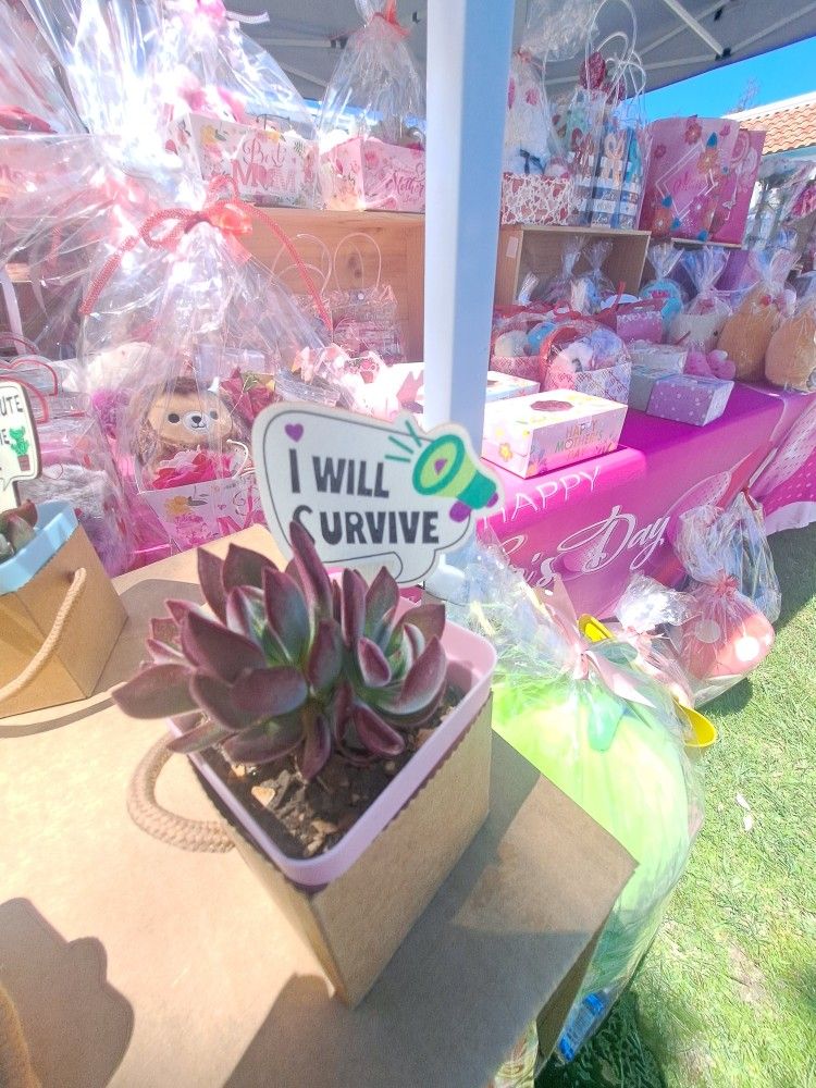 5 pcs 2" Succulents with random signs