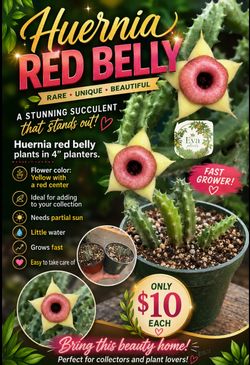 Huernia red belly plants  🪴❤️💛🪰