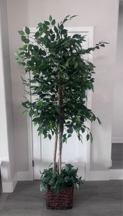 Artificial Ficus Tree: 6-7 feet tall.
