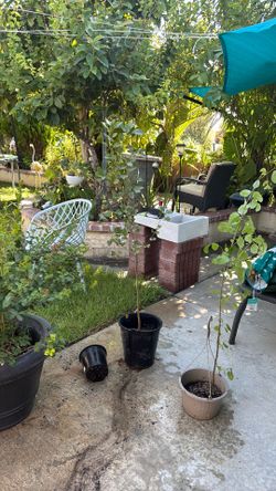 arbol para sombra