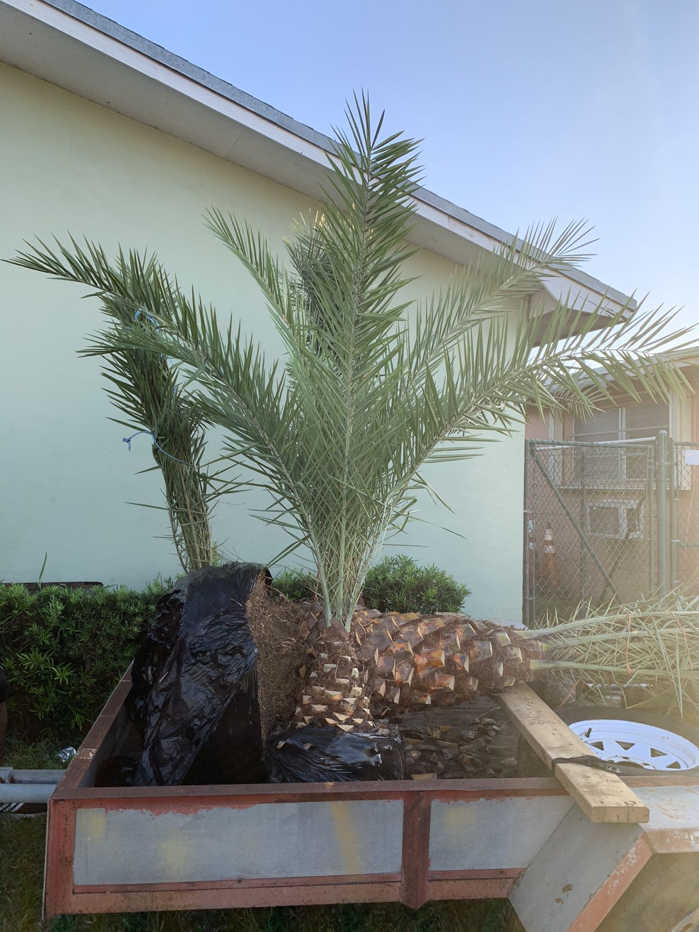 Palm tree field grown