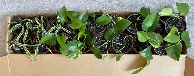 Pothos and Spider Plants