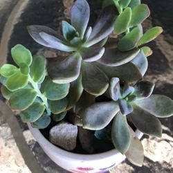 Succulent
