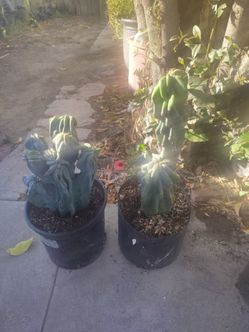 Monstroses cactus plants