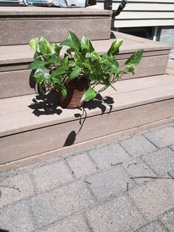 Plant 11" tall