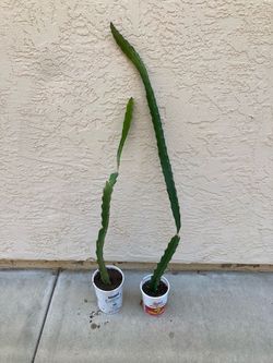 Set of 2 Large Red and White Dragon Fruit Pitaya Plants, Fully Rooted
