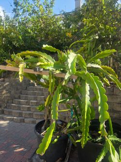 Dragon Fruit cuttings