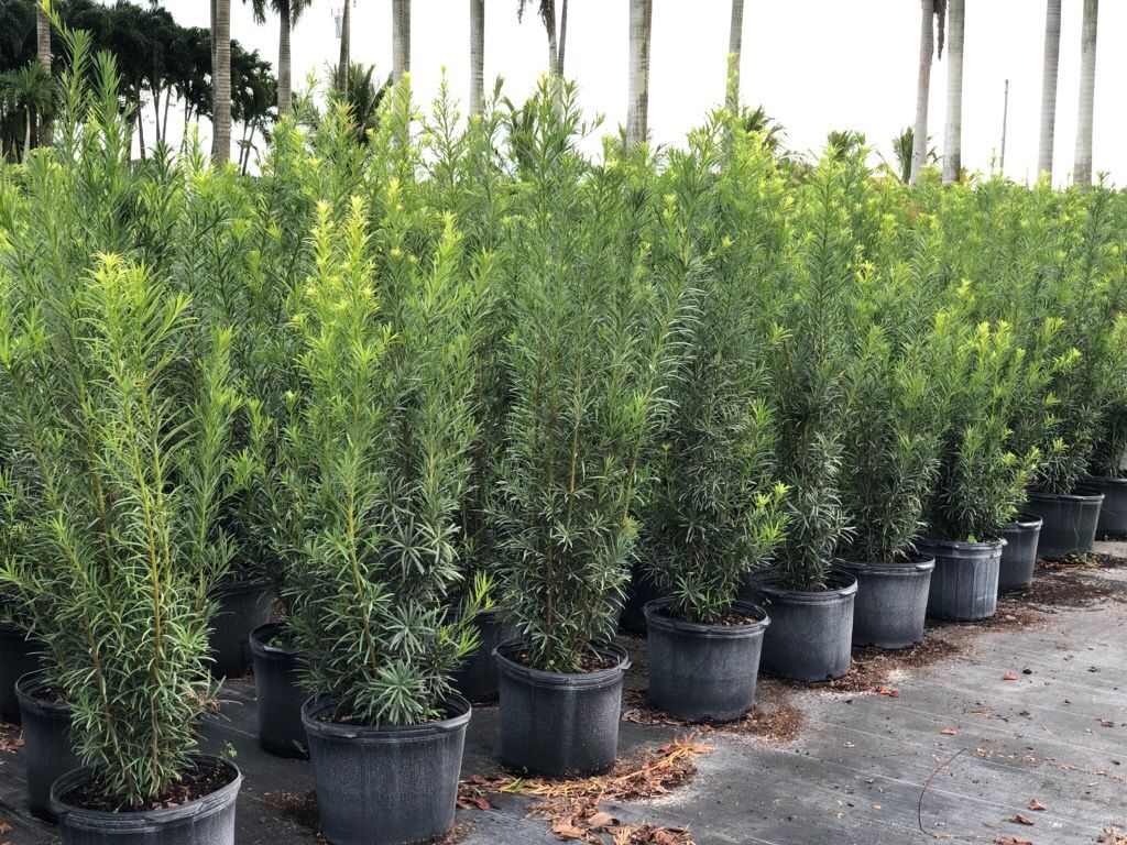 Podocarpus 7 gal and 15 gal