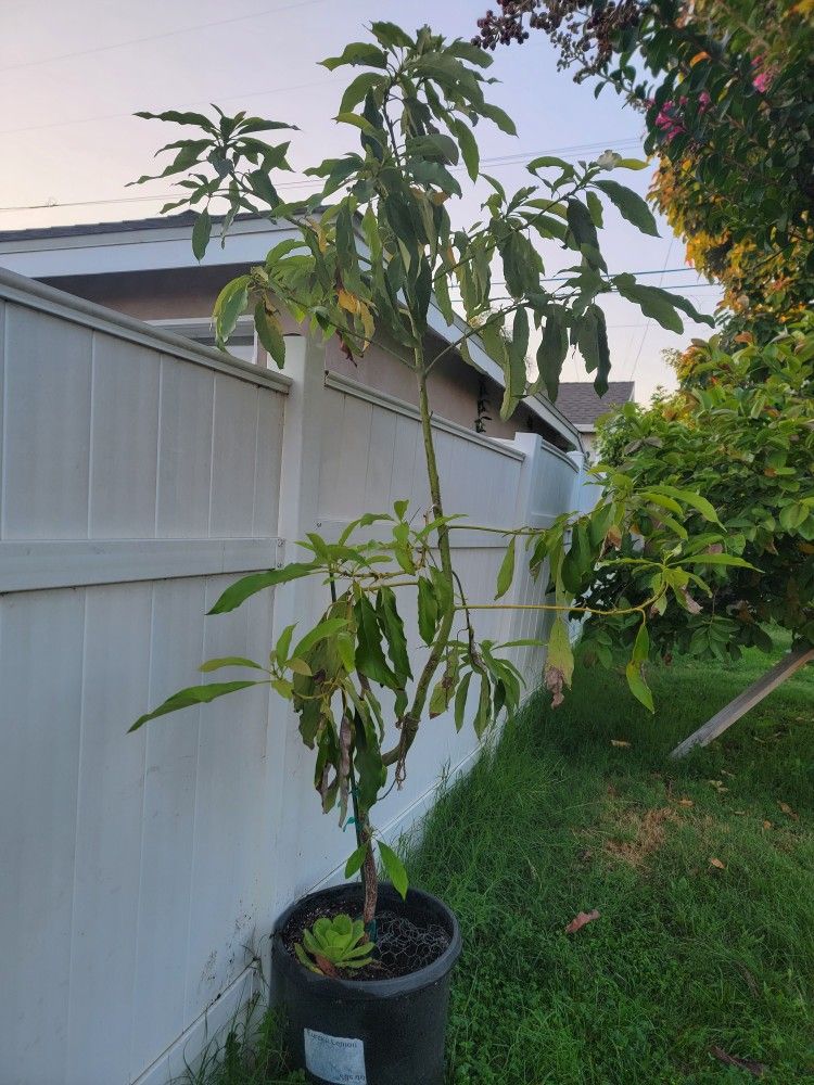 Has Avocado Trees