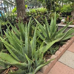 Aloe Vera  Plant, Very Large Plant, Good For Landscaping. 