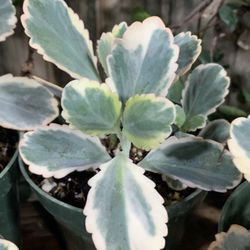 Kalanchoe fedtschenkoi variegata "Aurora Borealis"/ Succulents/ Exotic Plant/house Plant/ Home And Garden Decor