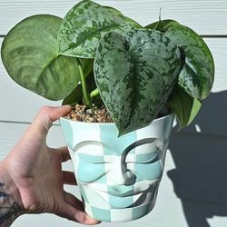 Potted Scindapsus Pictus Exotica 