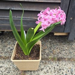 Pink Pearl Hyacith Plant In Small Plastic Pot