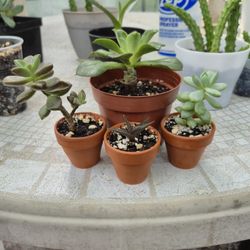 Succulent Plant Lovers Adopt/trade 