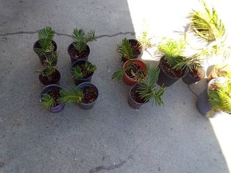 Sago  Palms