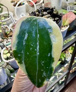 Hoya Latifolia Albomarginata (Round Form)