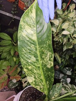 Dieffenbachia Big Ben Variegated for Sale in Miami, FL - OfferUp