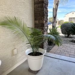 Beautiful Indoor/ Outdoor Palm With Pot