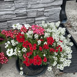 Summer Bloom Flowers Plants In Large Pot Gorgeous 