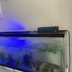 Fish Tank